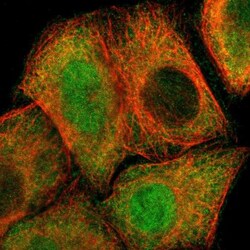 Proteasome 26S S5 Antibody, Novus Biologicals:Antibodies:Primary Antibodies